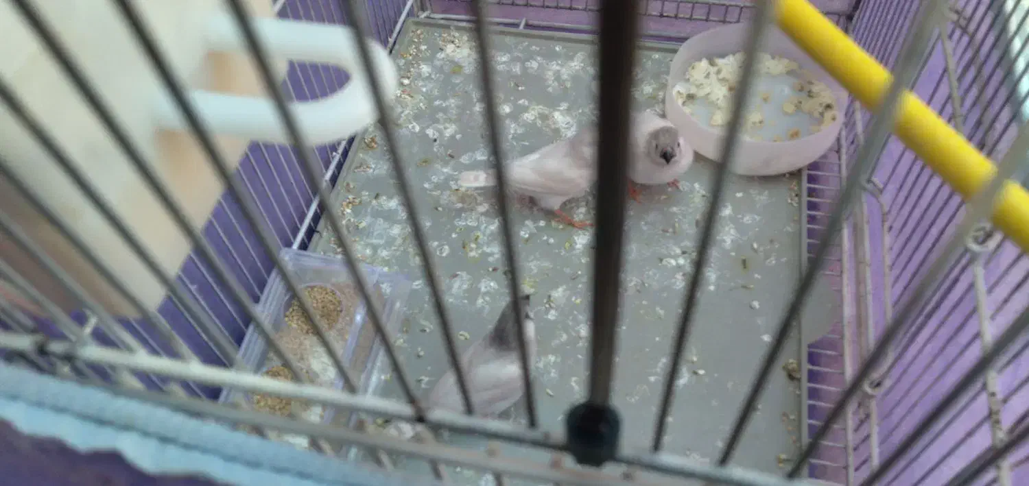 فنچ نو جوان سفید اشکی|پرنده|شاهین‌شهر, گرگاب|دیوار