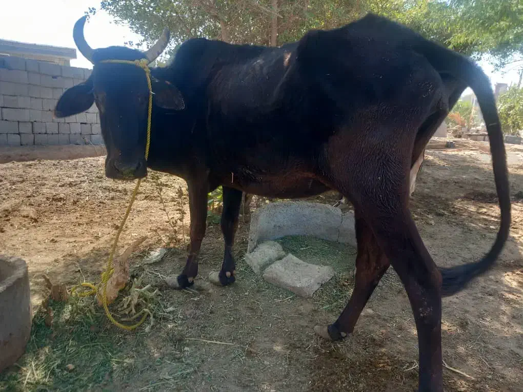 دوتا گاو راست گوشت|حیوانات مزرعه|کهنوج, |دیوار