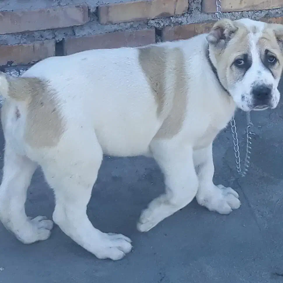 سگ آلابای|سگ|لوشان, |دیوار