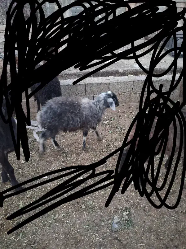 بره نر و ماده سبک وزن|حیوانات مزرعه|محمدشهر, محمدشهر|دیوار