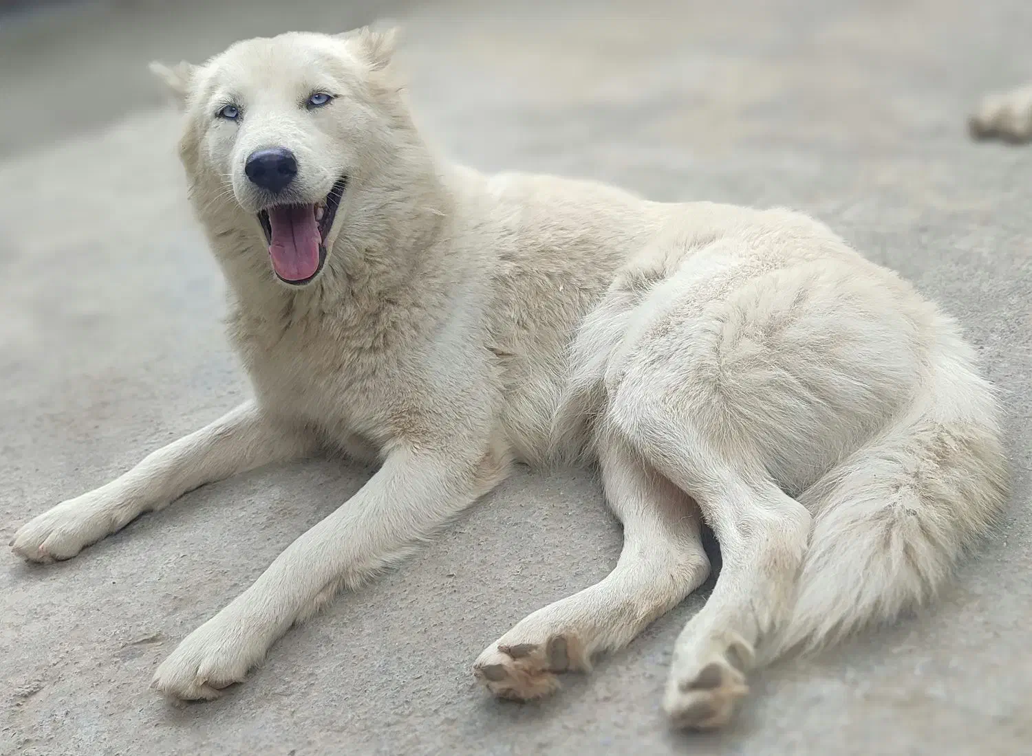 سگ گمشده|حیوانات|فاضل آباد, |دیوار