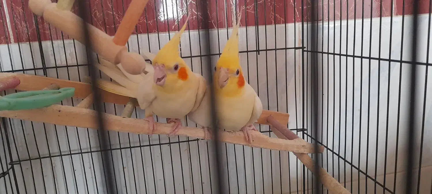 عروس هلندی فروشی جوجه وبالغ|پرنده|جوین, |دیوار