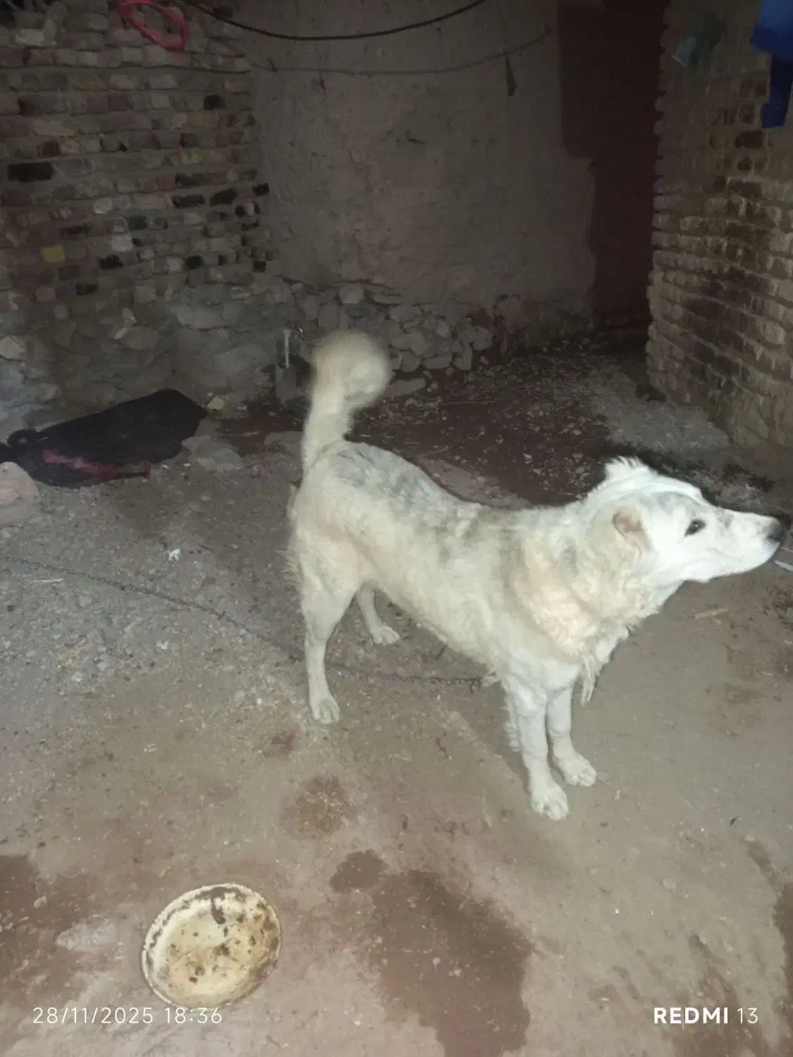 واگذاری سگ نگهبان|سگ|قهستان, |دیوار