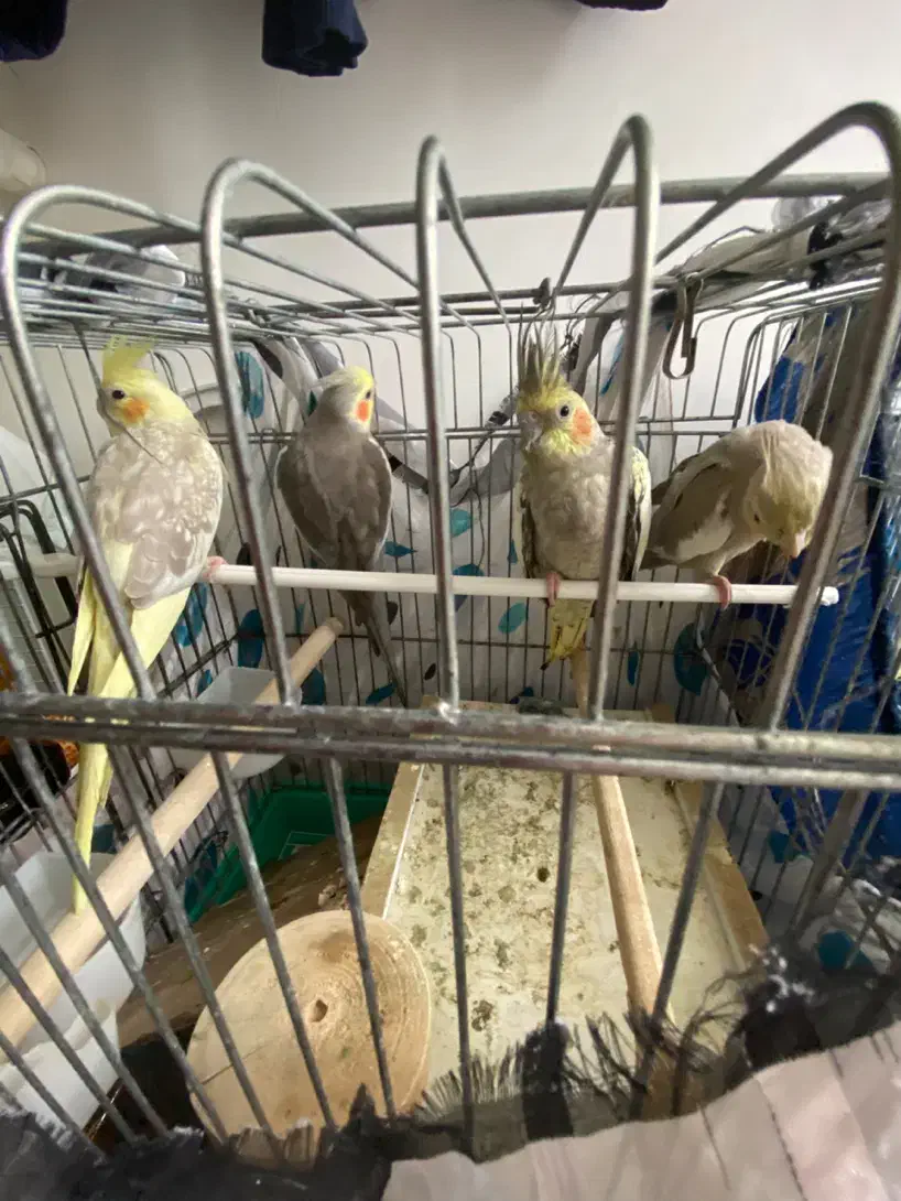 طوطی|پرنده|فومن, |دیوار