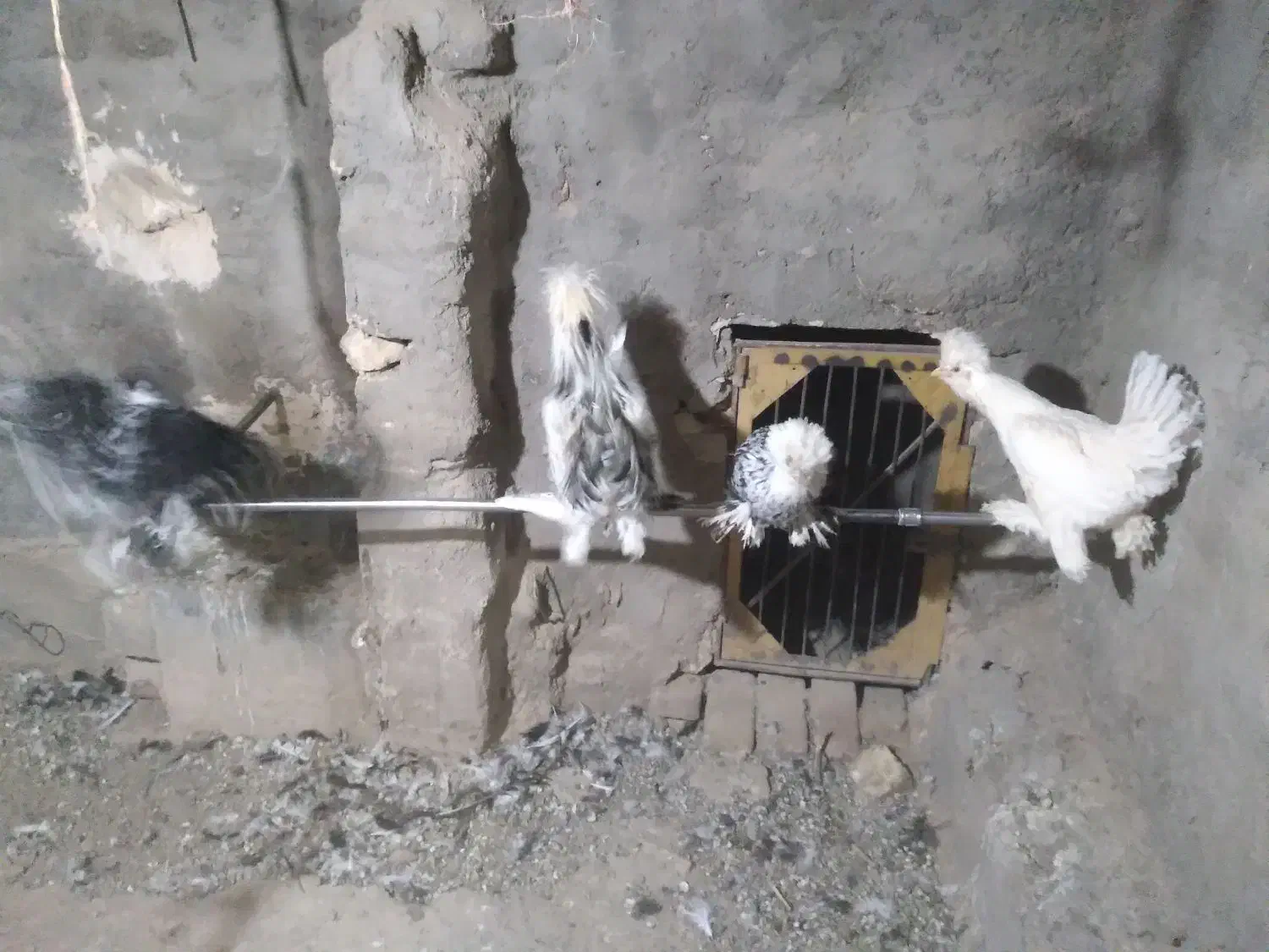 مرغ و خروس سلطان و جوجه لاری|حیوانات مزرعه|یزد, |دیوار