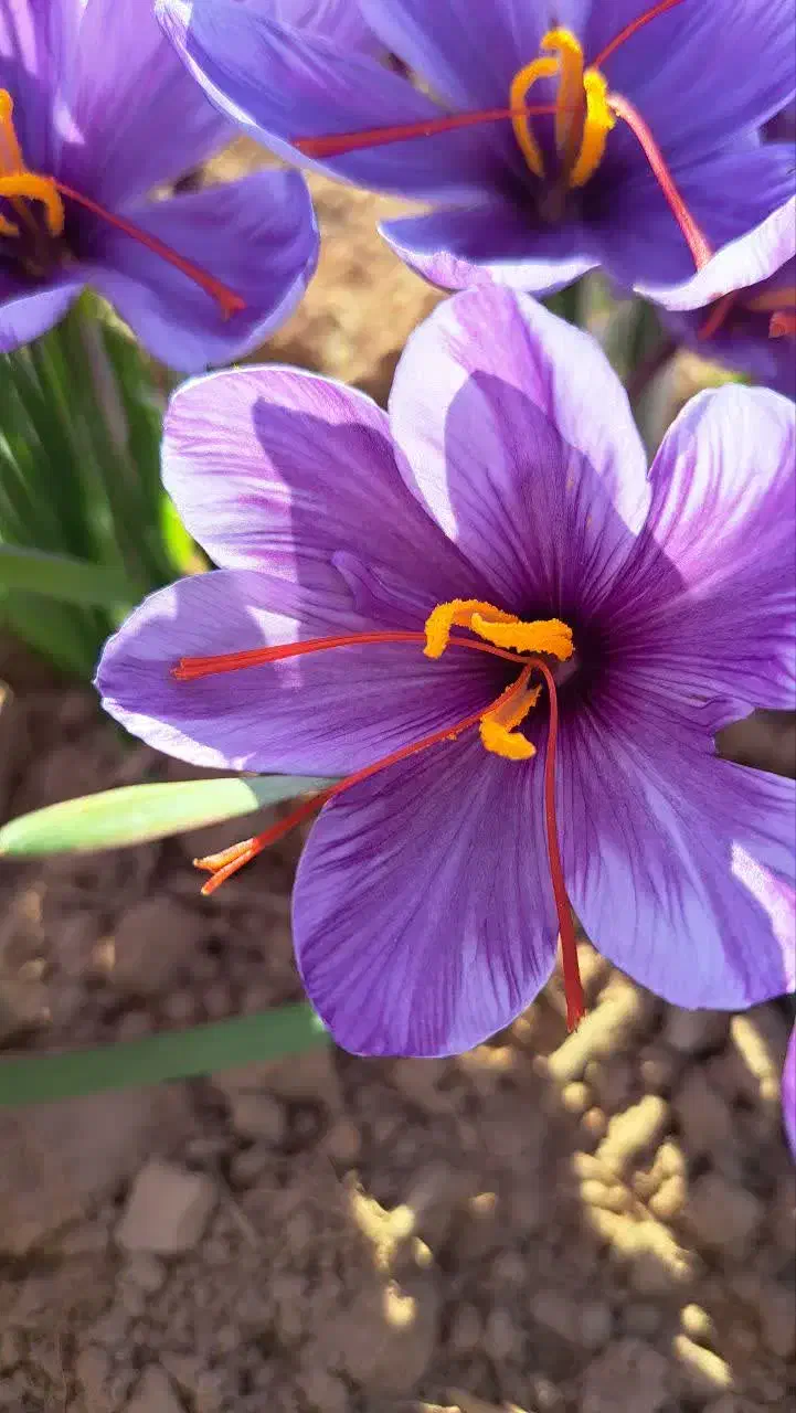 گل زعفران روز عیار بالا|خوردنی و آشامیدنی|مشهد, هنرور|دیوار