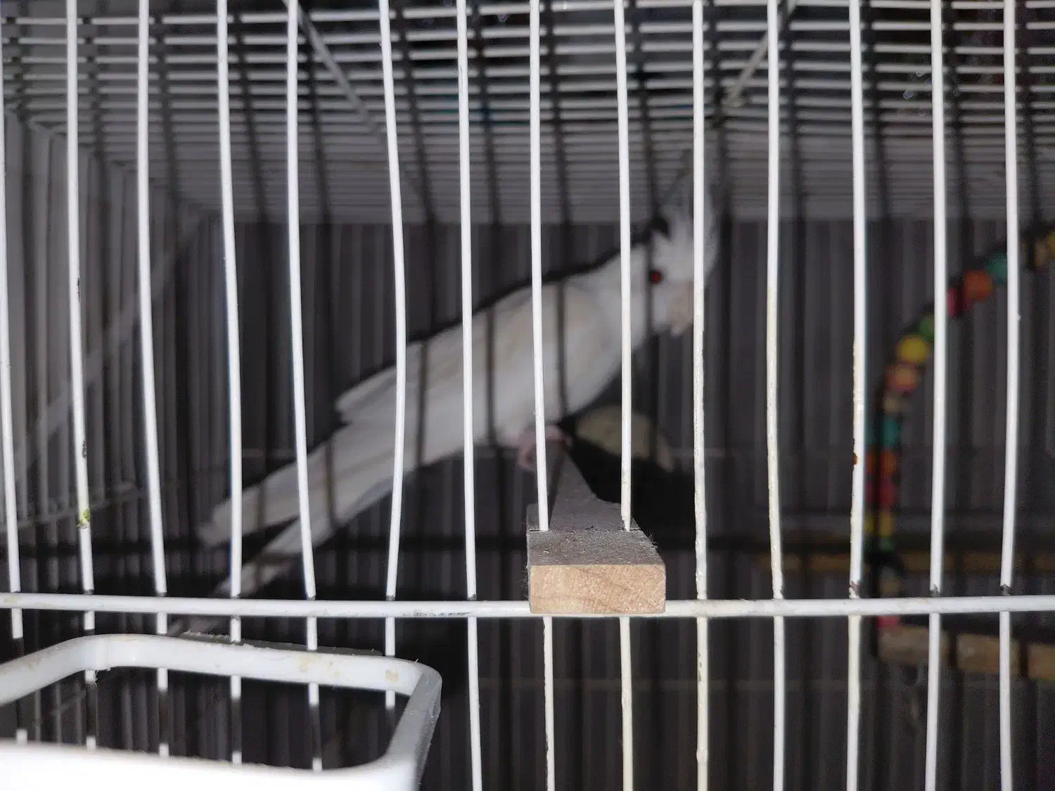 عروس هلندی بالغ|پرنده|مشهد, گلبرگ شمالی|دیوار