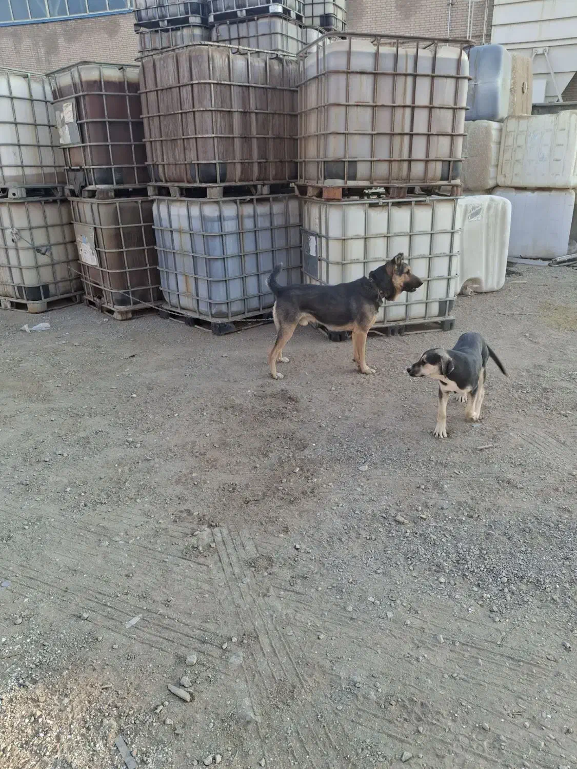 واگذاری سگ|سگ|ساوه, |دیوار