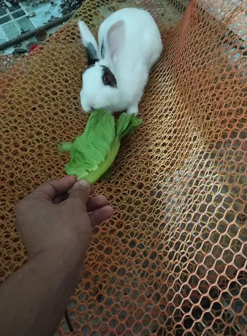 خرگوش چشم قرمز|موش و خرگوش|آبپخش, |دیوار