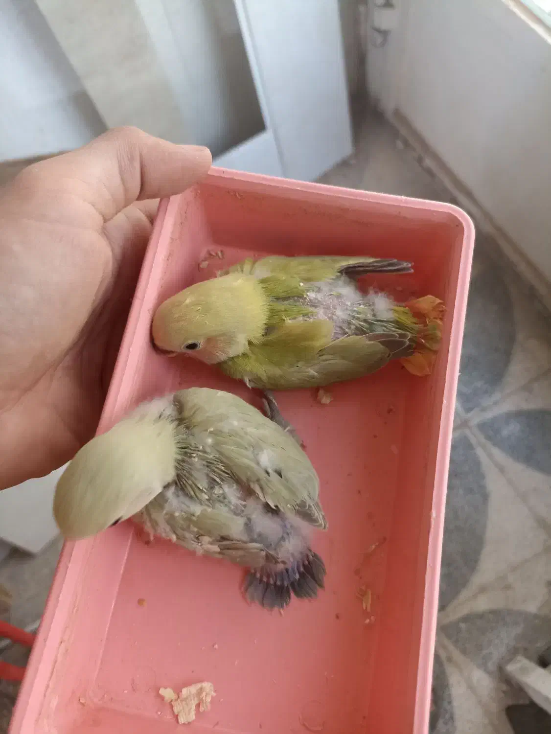 جوجه کوتوله برزیلی نرمه خور دستی|پرنده|شیراز, شهرک فرهنگیان|دیوار