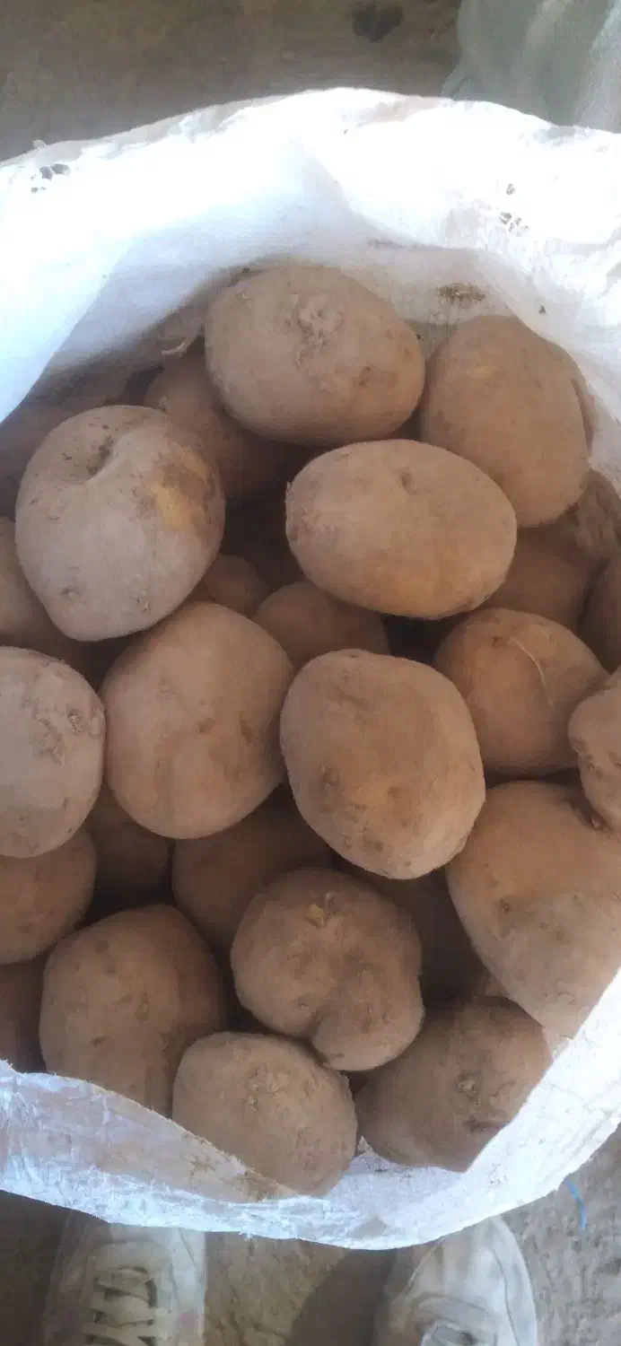 سیب زمینی مغز زرد اگریا|حراج|آبکوه, |دیوار