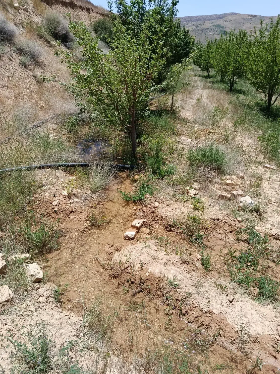 باغ سپیدان معاوضه با دنا پلاس سورن پلاس تارا|فروش زمین و ملک کلنگی|سپیدان, |دیوار