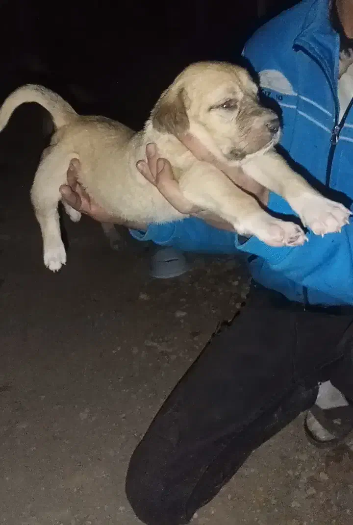 واگذاری سگ|سگ|مشگین شهر, |دیوار