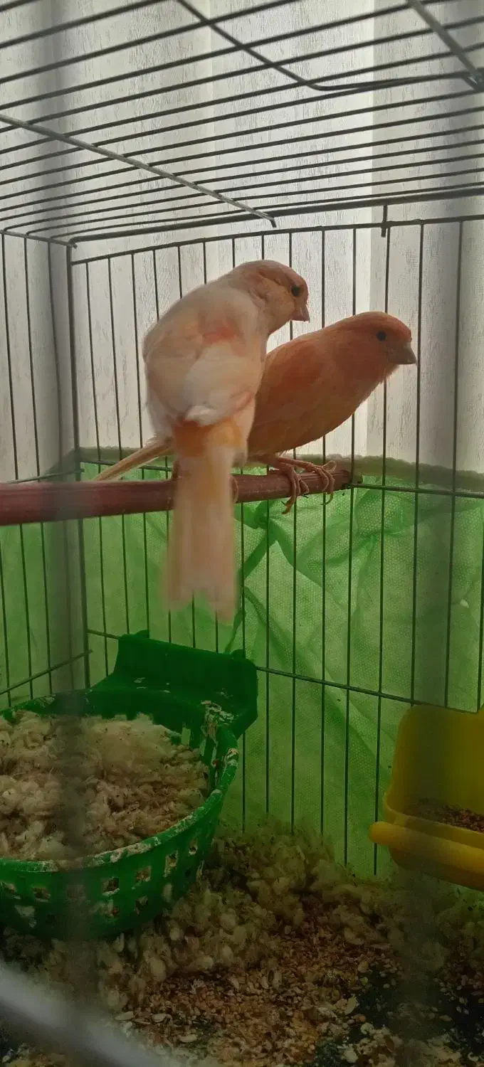 نر وماده سرخ فروشی|پرنده|تربت‌حیدریه, پائین ولایت|دیوار