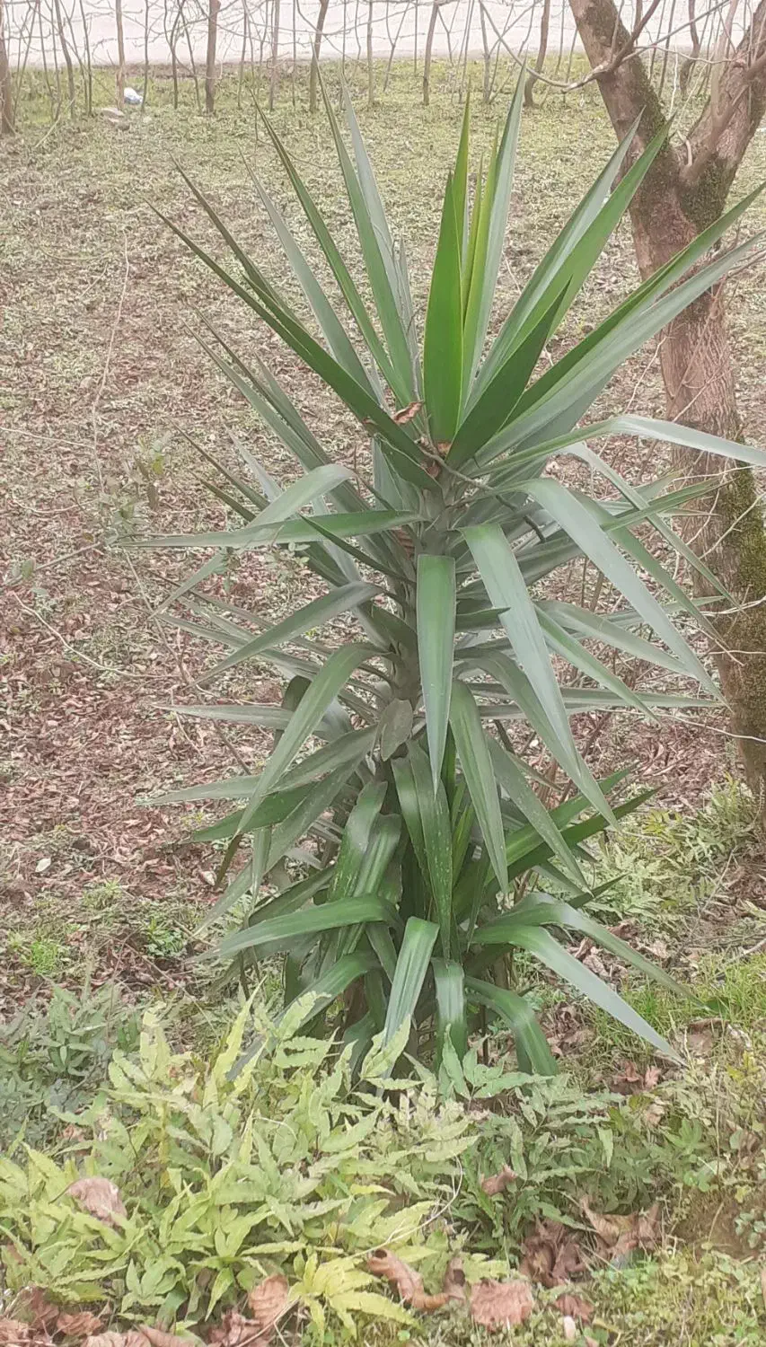 گل یوکا طبیعی|گل و گیاه طبیعی|ماسال, |دیوار