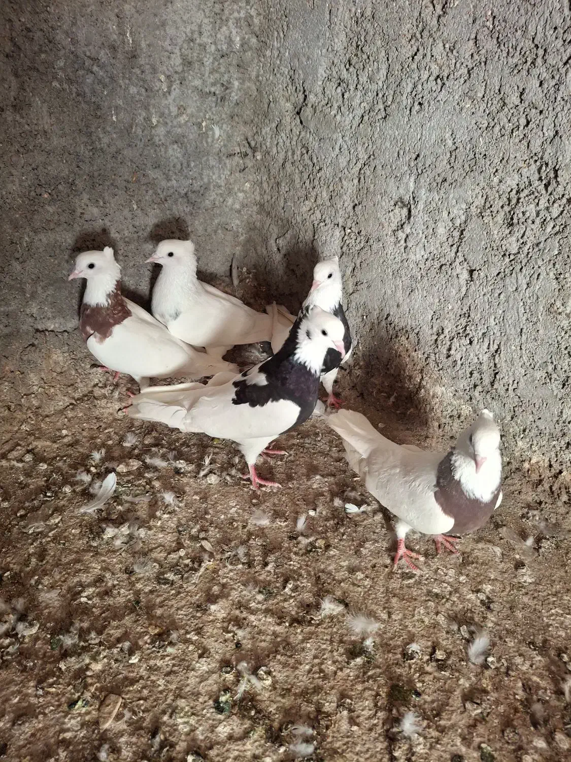 کفتر|پرنده|خرمشهر, |دیوار