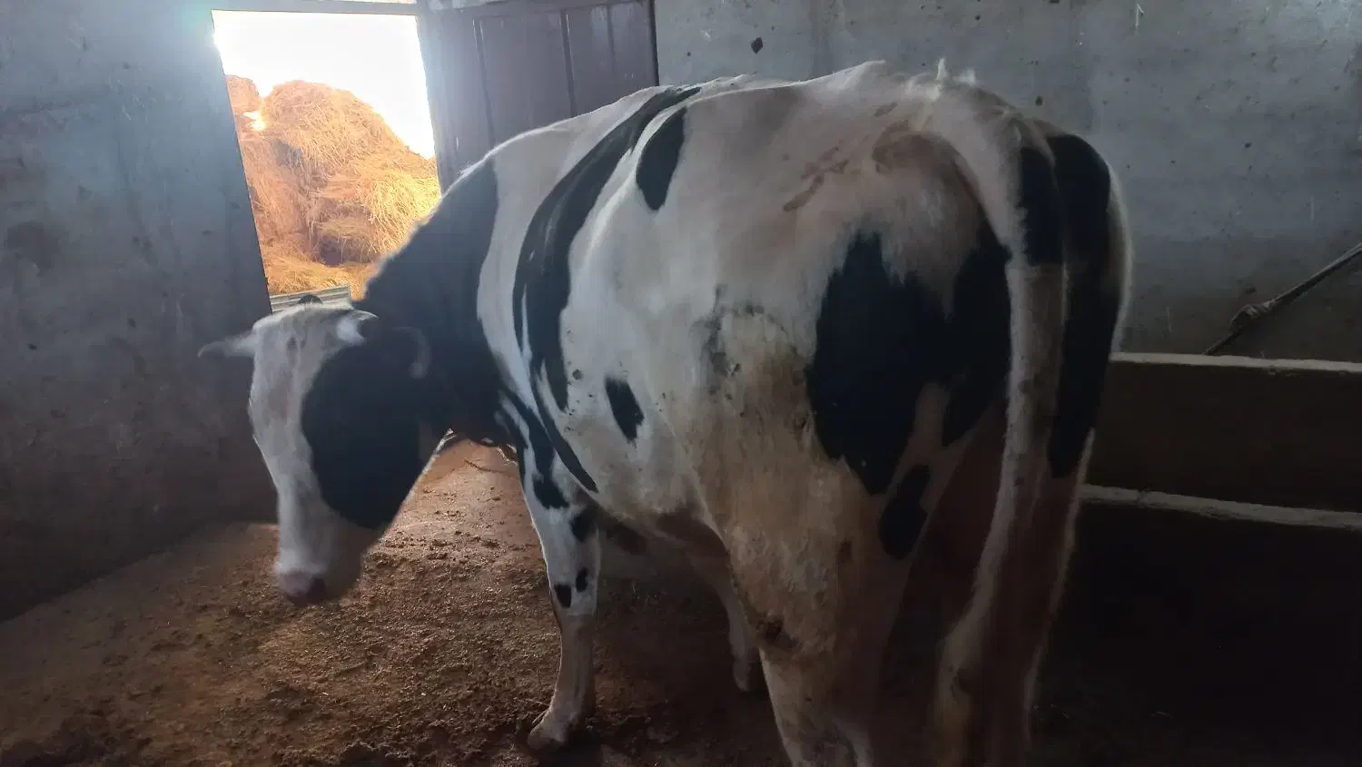 گاو نر|حیوانات مزرعه|نیر (اردبیل), |دیوار