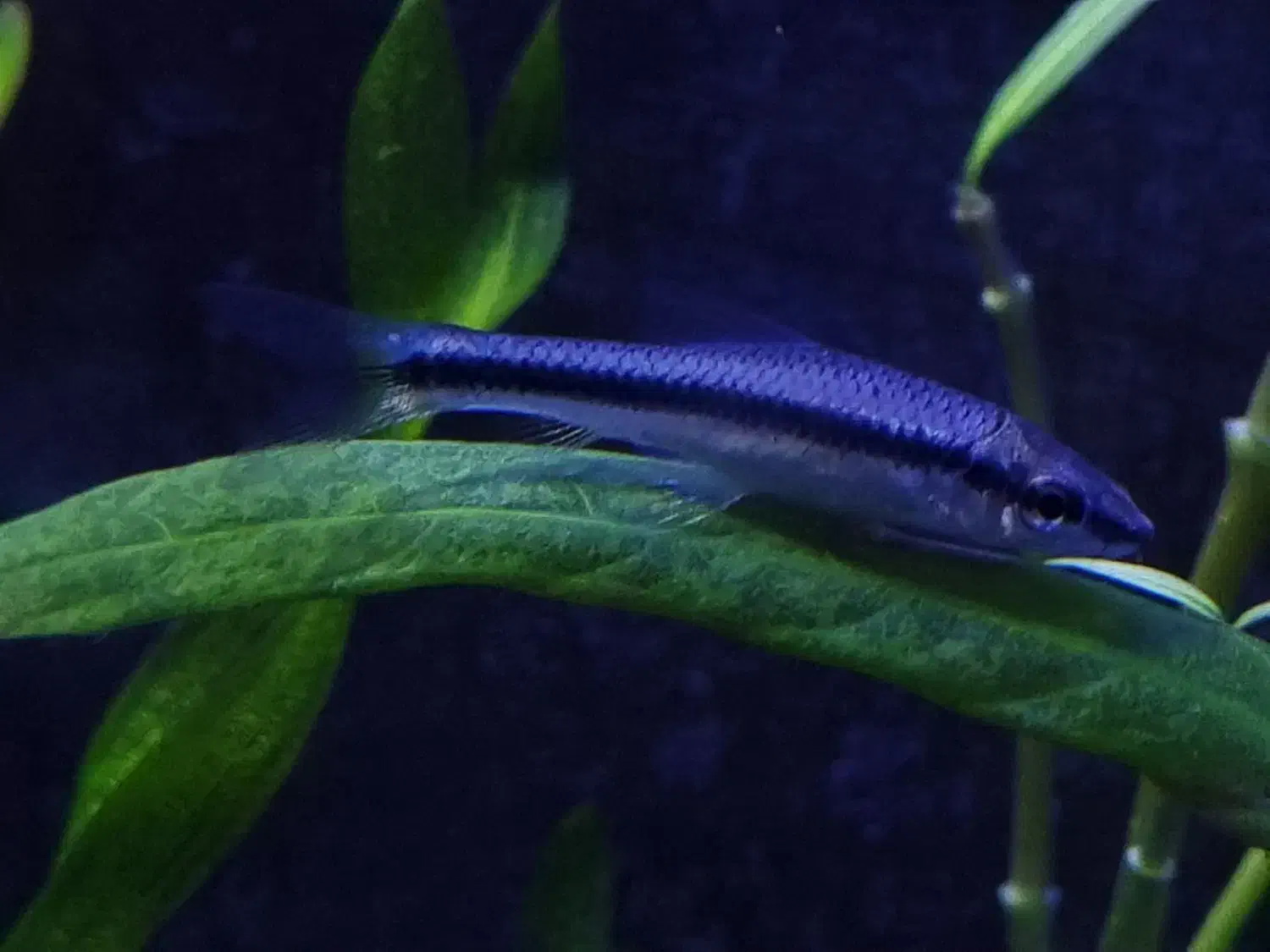 کت سیامی|ماهی|مشهد, نیروی هوایی|دیوار