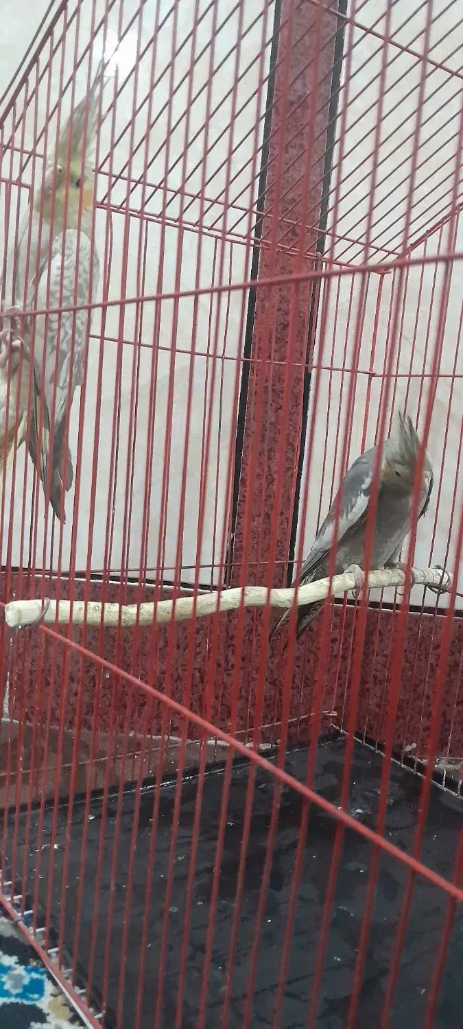 بدلیل نیاز مالی|پرنده|رامشیر, |دیوار