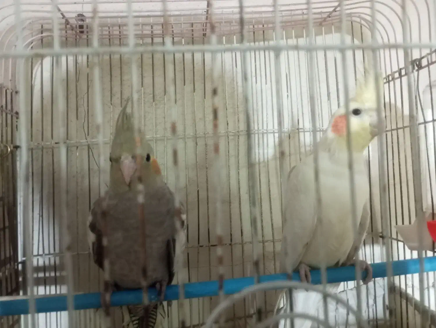 یه جفت عروس هلندی با قفس و لوازماتش|پرنده|تهران, بیسیم|دیوار