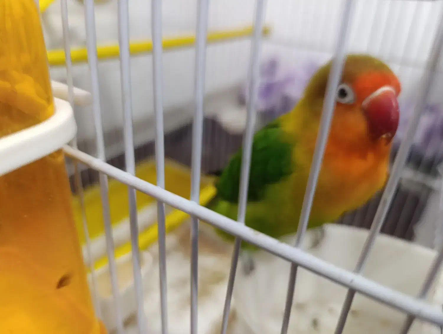 طوطی برزیلی نر|پرنده|بروجرد, |دیوار