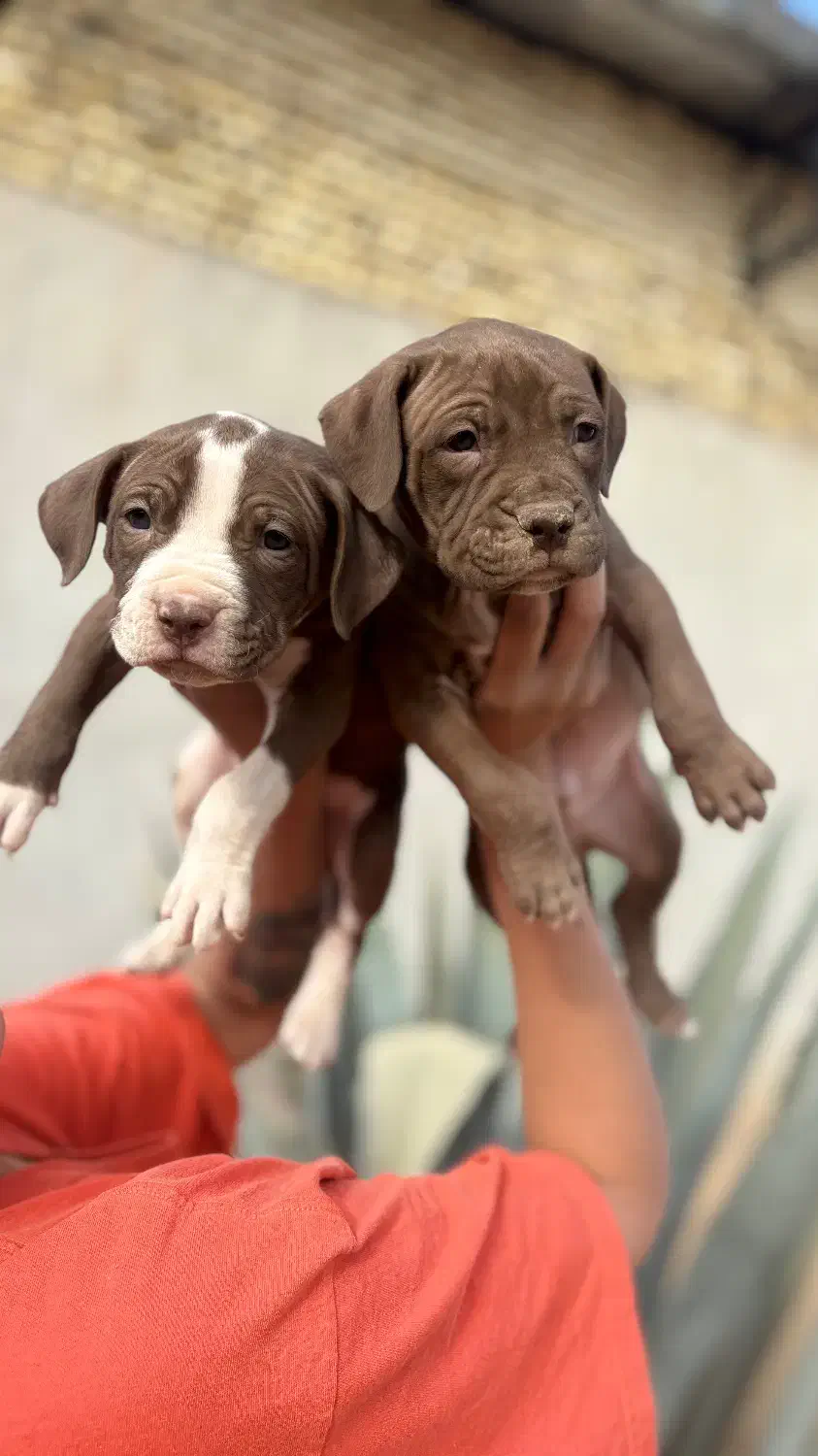 سگ پیتبول تریر|سگ|تهران, قنات‌کوثر|دیوار