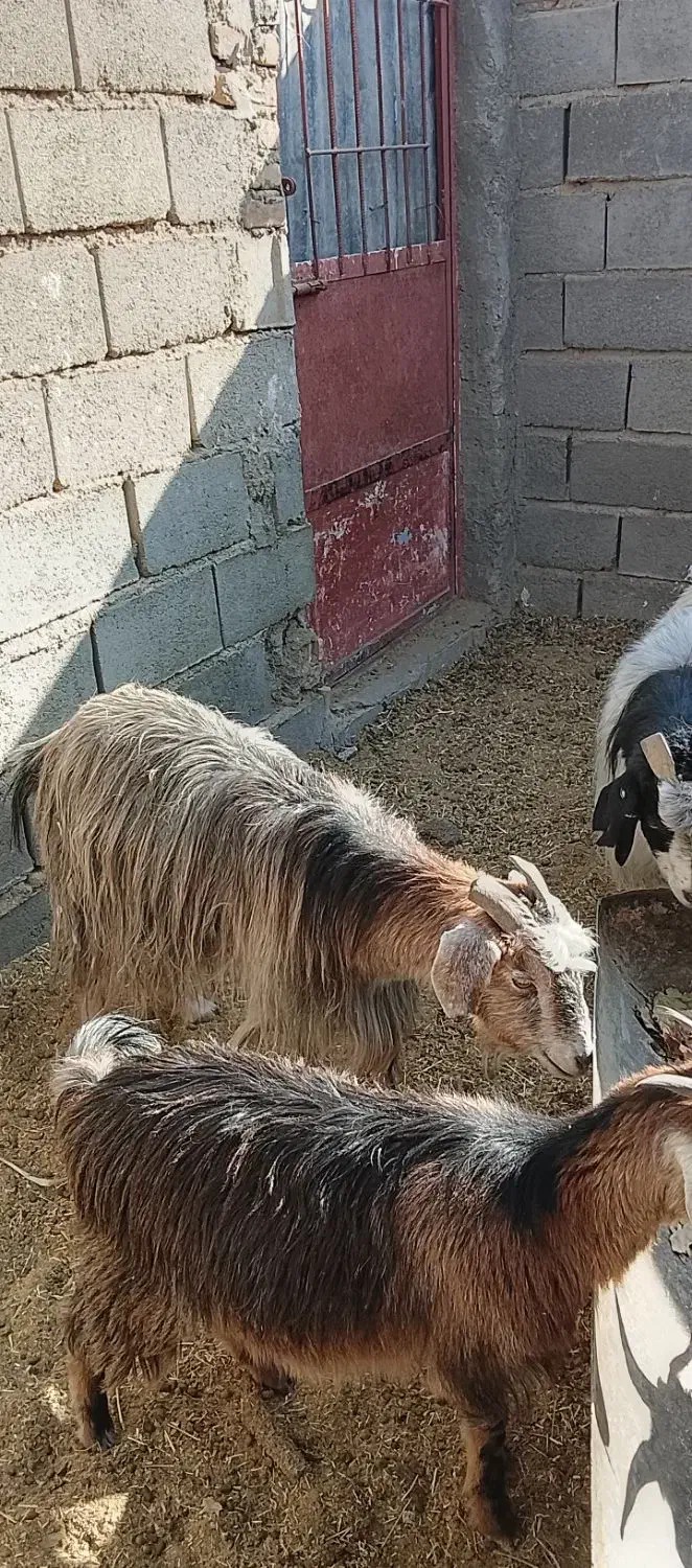 ۲ عددبزابست|حیوانات مزرعه|شاهرود, |دیوار