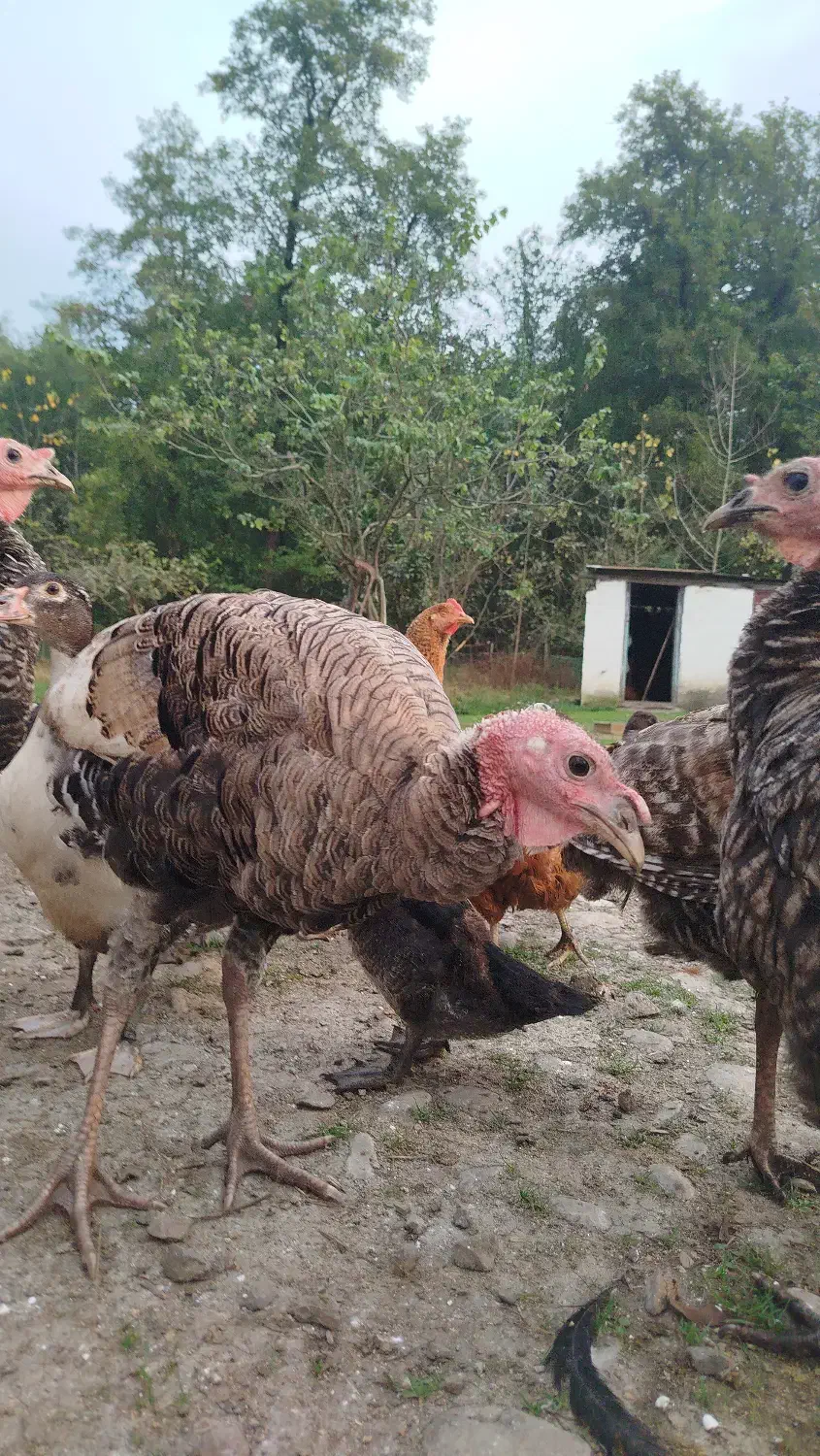 بوقلمون و اردک اسراییلی|حیوانات مزرعه|تالش, جوکندان|دیوار
