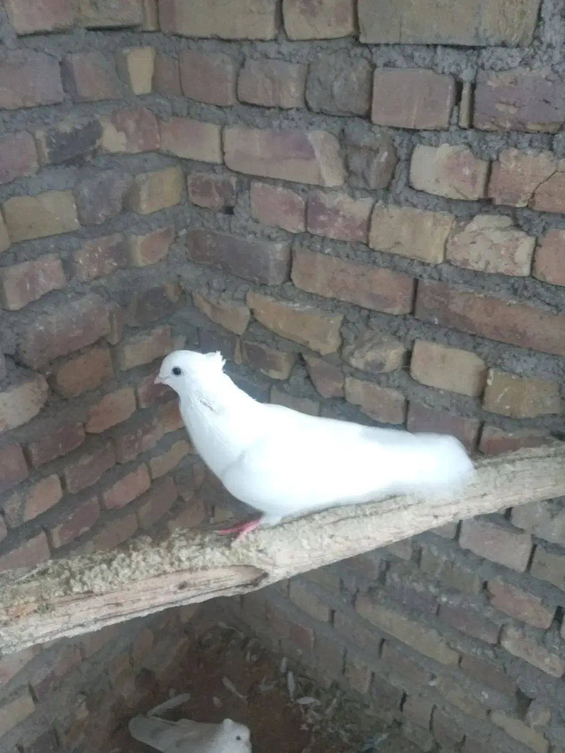 پرنده کبوتر|پرنده|آبگرم, |دیوار