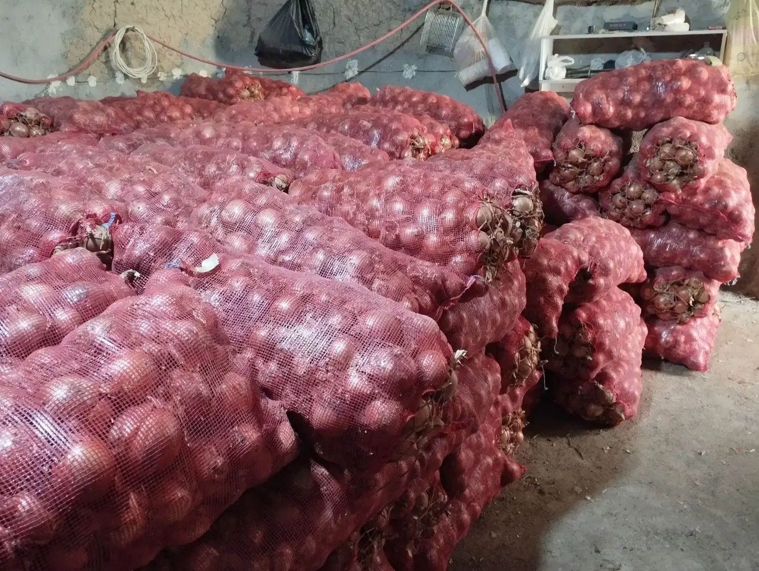 پیاز فلات بذر قوطی|خوردنی و آشامیدنی|بجنورد, |دیوار