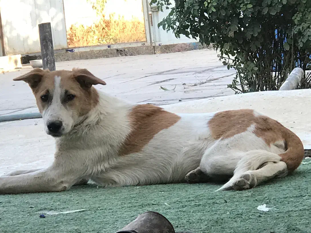 واگذاری توله ۸ ماهه ماده|سگ|پاکدشت, پاکدشت (مامازند)|دیوار