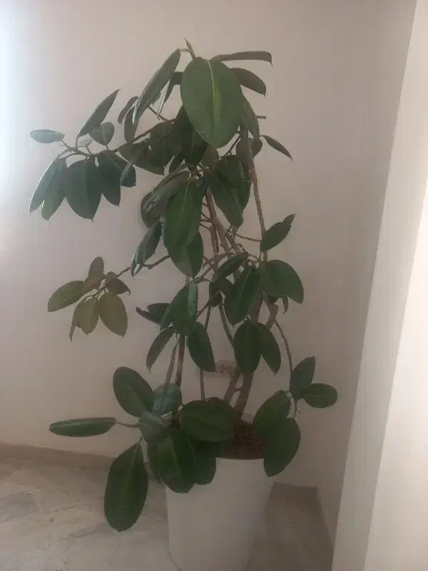 درخچه|گل و گیاه طبیعی|کرج, برغان|دیوار