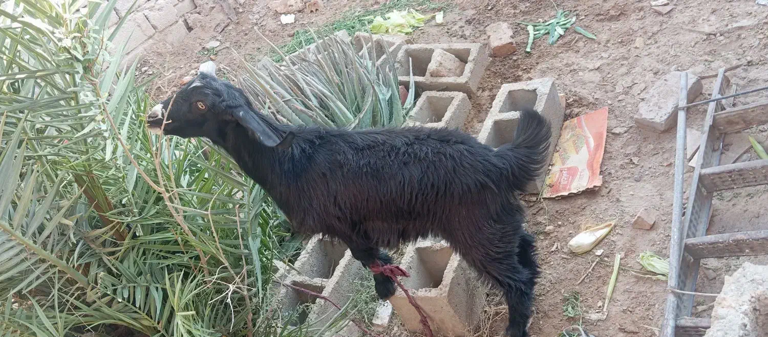 یک عدد گوسفند مادگ|حیوانات مزرعه|خاش, |دیوار