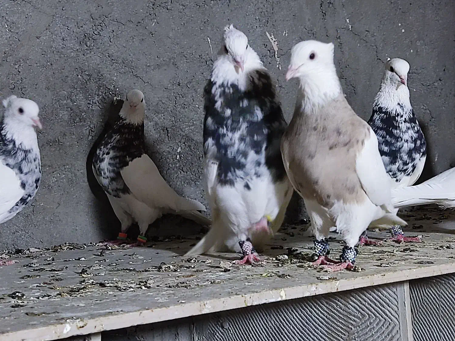 طوقی هفت رنگ عتیغه|پرنده|هامون, |دیوار