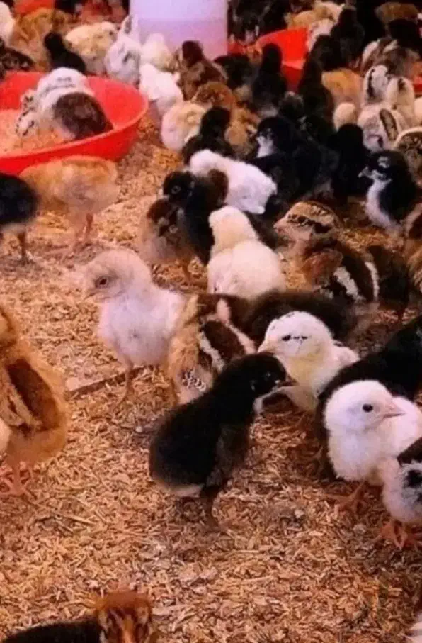 جوجه گلین محلی یکروزه تخم مرغ نطفه دار گلپر بیضا|حیوانات مزرعه|یاسوج, |دیوار