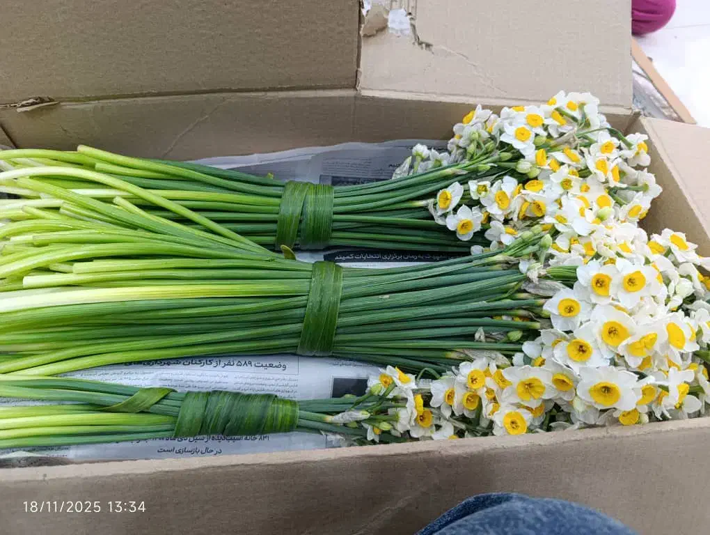 گل نرگس|گل و گیاه طبیعی|بیرجند, |دیوار