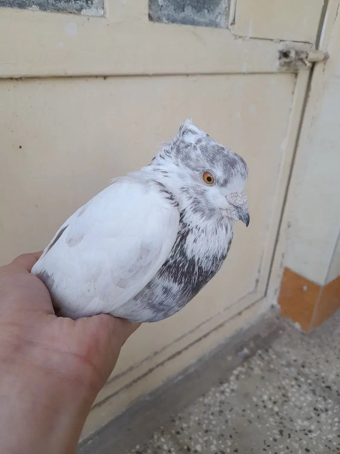 فروش کبوتر|پرنده|خان ببین, |دیوار