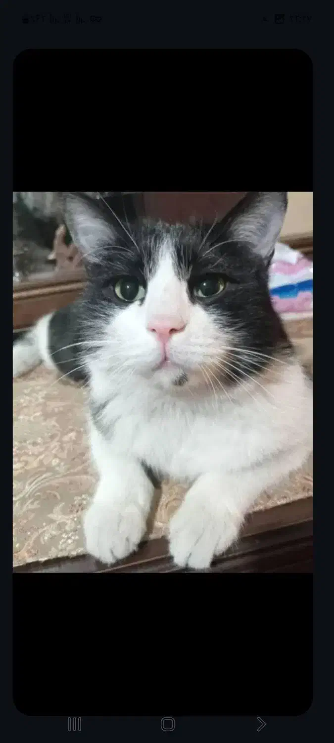 گربه گم شده پارک لاله   گربه سیاه و سفید|حیوانات|تهران, بلوار کشاورز|دیوار