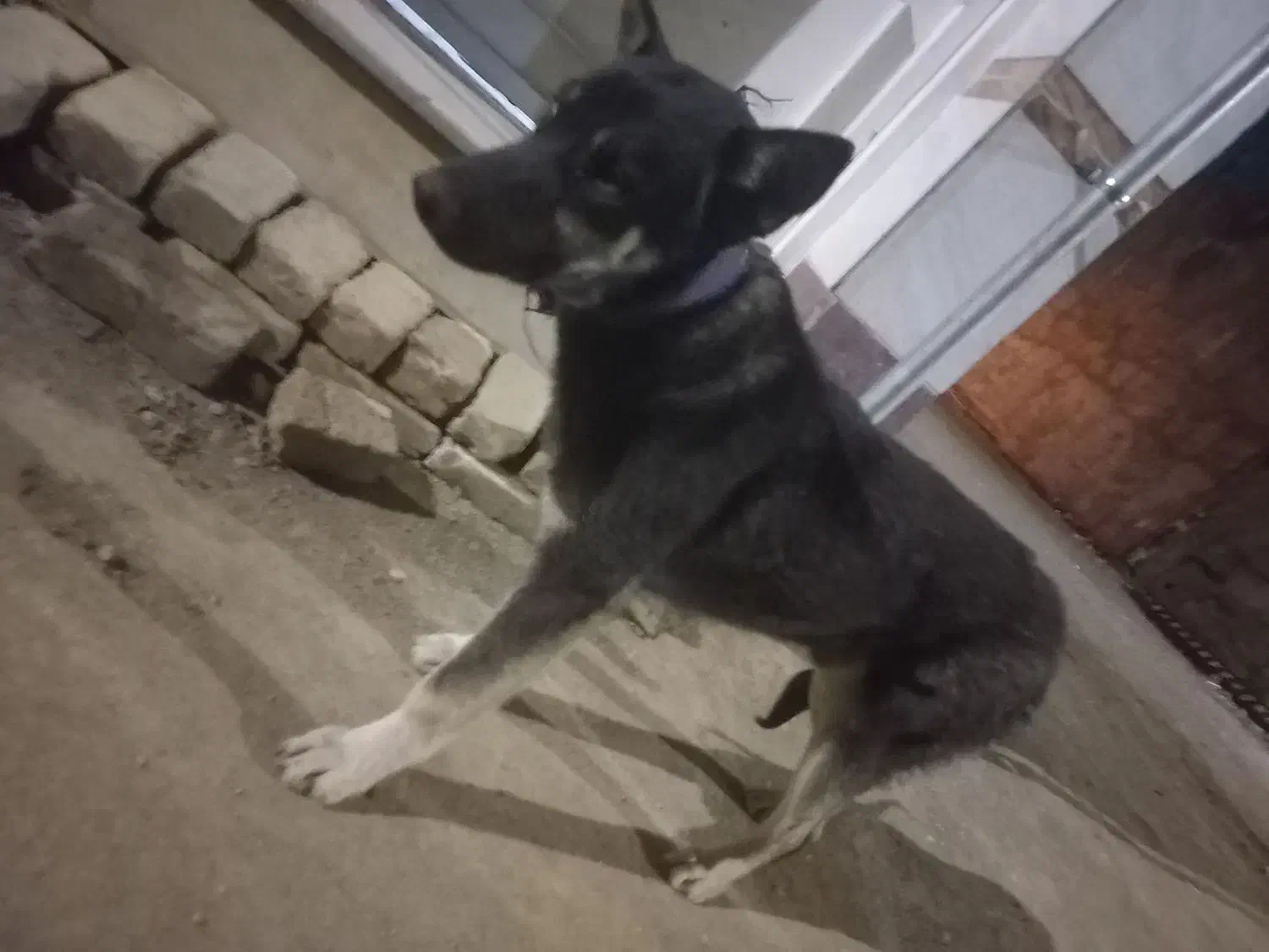 سگ هاسگی نر|سگ|هشتگرد, شهرک وحدت|دیوار