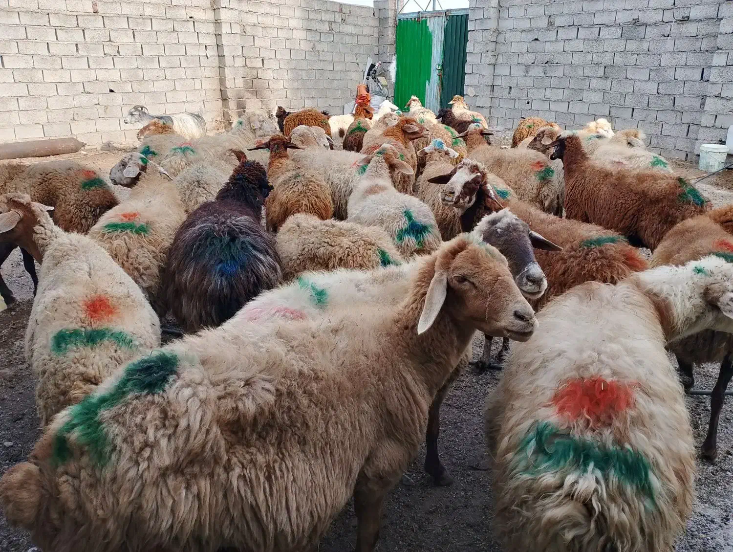 گوسفند وتوغلی نر وماده|حیوانات مزرعه|اردبیل, |دیوار