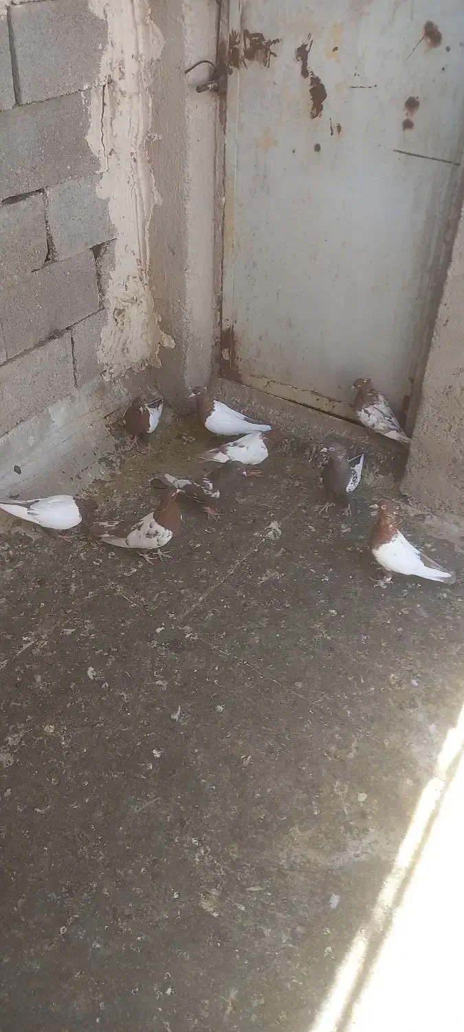 ماده سینه بهبونی|پرنده|شیراز, شهرک سعدی|دیوار