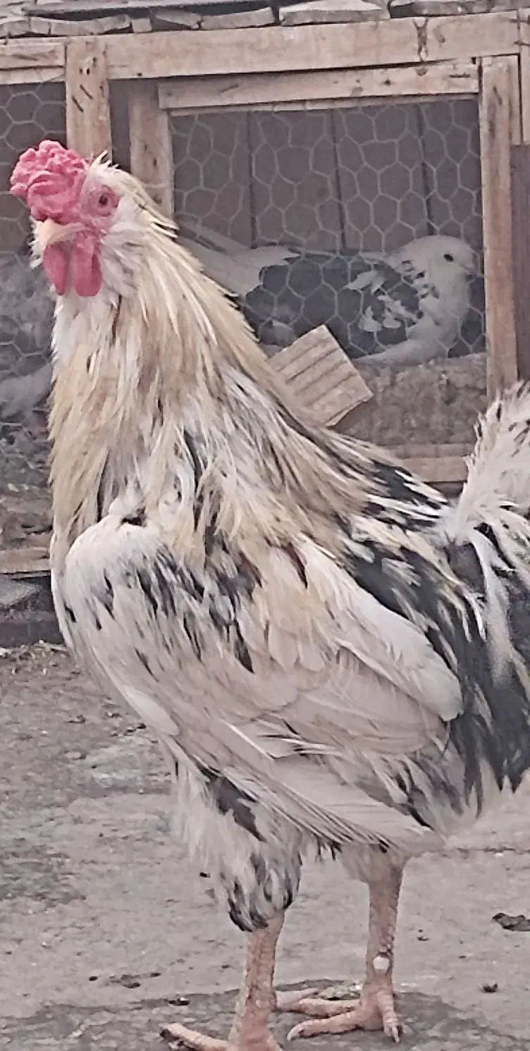 پرنده گلین|حیوانات مزرعه|قم, نیروگاه|دیوار