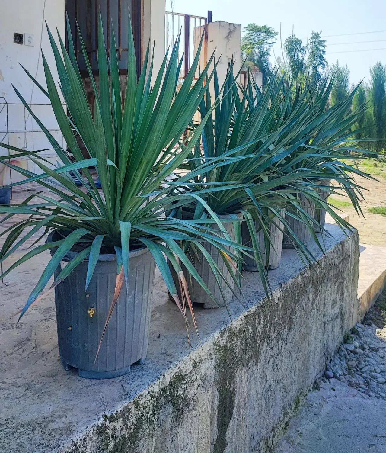 گل یوکا|گل و گیاه طبیعی|شلمان, |دیوار