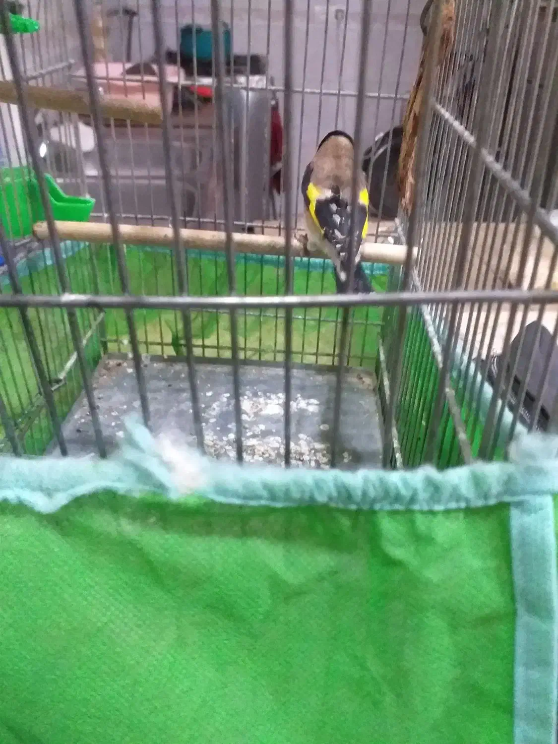 سهره|پرنده|تهران, جوادیه|دیوار