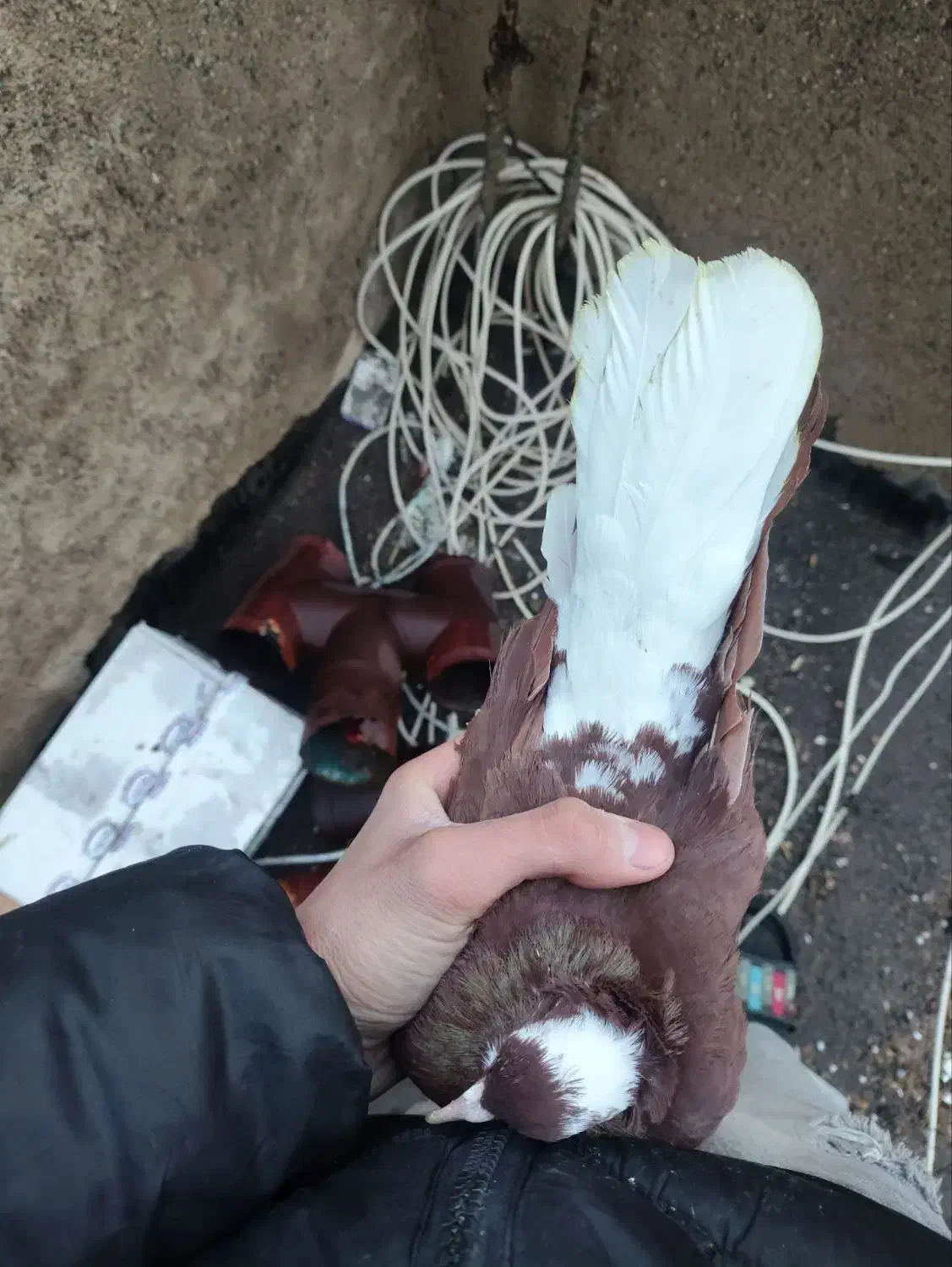 کبوتر نر|حیوانات|تبریز, |دیوار