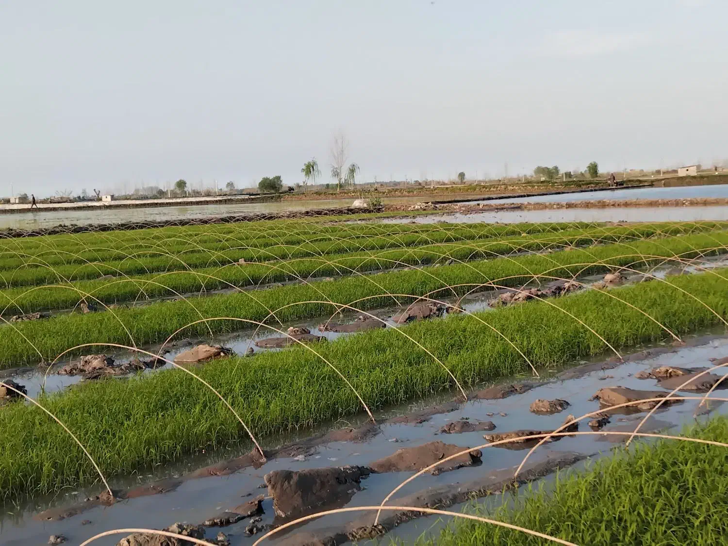 برنج طارم هاشمی عطری درجه فریدونکنار|عمده‌فروشی|لواسان, |دیوار