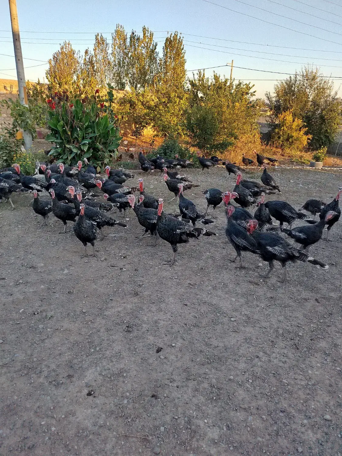 بوقلمون|حیوانات مزرعه|پارسآباد, |دیوار