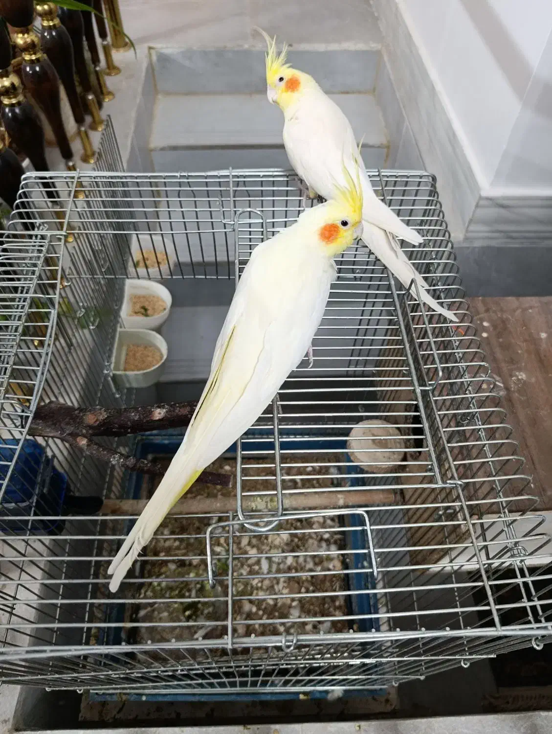 جفت عروس هلندی لوتینو|پرنده|خمینی‌شهر, |دیوار