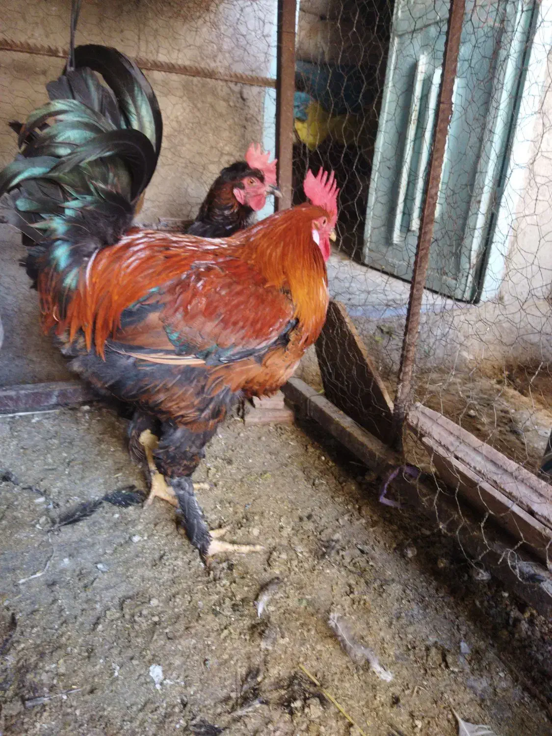 مرغ فروشی|حیوانات مزرعه|دهدشت, |دیوار