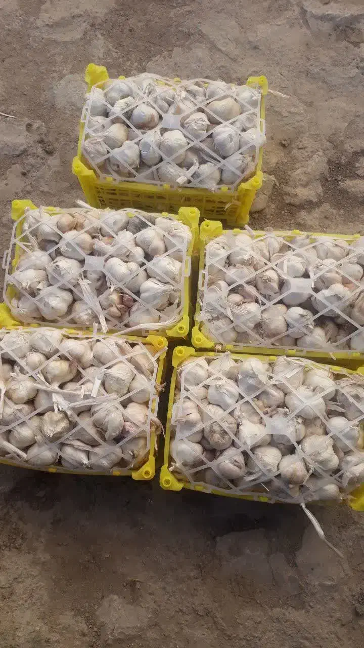 سیر تازه|عمده‌فروشی|مانه, |دیوار